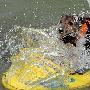小狗冲浪也疯狂（图） 动物世界