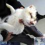 宁波这只“猫坚强”让人直掉眼泪（图） 动物世界