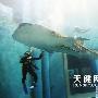 世上最大鲨鱼安家老虎滩极地馆（图） 动物世界