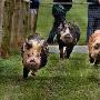 英国农场举办小猪赛跑比赛（图） 动物世界