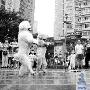 贵宾犬每天三峡广场直立“走秀”（图） 动物世界