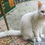 动物“情爱悲剧”：公猫失踪母猫绝食13天等待（图） 动物世界