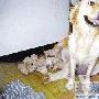 金毛犬一胎生12只幼崽 見陌生人靠近就警惕（圖） 動物世界