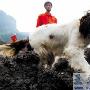 昨日，5只消防搜救犬再次进入重庆山体垮塌现场（图） 动物世界