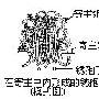 小狗玩倒立（图） 动物世界