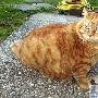 一名叫奧拉齊的貓簡直是現實版的加菲貓（圖） 動物世界