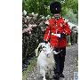英国军营为老山羊举办退役仪式（图） 动物世界