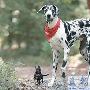 世界最高狗罹患骨癌 截肢保命身高未受影响（图） 动物世界