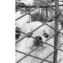“办了犬证就领你回家”（图） 动物世界