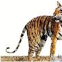 一胎五崽常德这只孟加拉虎创下湖南纪录（图） 动物世界