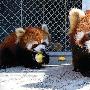 新疆：6只小熊猫定居天山野生动物园（图） 动物世界