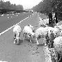 羊群上高速路啃青草 民警发现后及时“劝退”（图） 动物世界