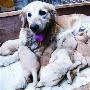 英雄狗妈妈 一胎产崽15只（图） 动物世界