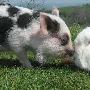 英国农场猪和兔子成形影不离好友同吃住（图） 动物世界