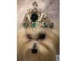 泰珠宝设计师为宠物狗设计420万美元头饰（图） 动物世界