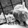 海口市民家中有趣事 狗叼回的兔子爱馒头（图） 动物世界