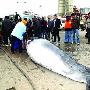 鲸鱼撞渔网死亡被卖万元 有关部门已介入调查（图） 动物世界