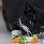 英国“素食猫”只吃水果和蔬菜（图） 动物世界