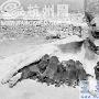 黑背狗4胎产崽50只 主人用鸡蛋犒赏（图） 动物世界