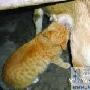 猫崽认个狗妈妈（图） 动物世界