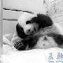 三只奥运熊猫本月来南京（图） 动物世界