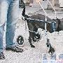 台湾流浪狗车祸截肢变“袋鼠” 获赠狗轮椅（图） 动物世界