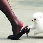 淘气小狗抓下女主人所穿高跟鞋 引路人大笑（图） 动物世界