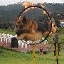 哥伦比亚警察特训缉毒犬（图） 动物世界