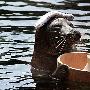 海豹在水中摆可爱泡温泉造型吸引游客（图） 动物世界