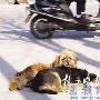 “同伴撞伤”，京巴狗忠心护友 （图） 动物世界