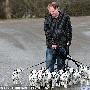 英國斑點狗一窩産下18仔 出門遛狗很費勁（圖） 動物世界