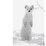 宠物新贵——雪貂（图） 动物世界