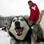 阿拉斯加狗拉雪橇大赛精彩瞬间（图） 动物世界