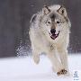 加拿大北极狼落户宁波（图） 动物世界