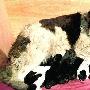 牧羊犬一窝生12个宝宝（图） 动物世界