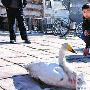 天鹅受伤落农家 民警帮忙获救治（图） 动物世界