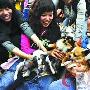 200狗狗登山游园乐翻天（图） 动物世界
