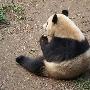 网友曝熊猫脏如流浪狗 园方称毛色正常（图） 动物世界