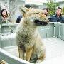 狼居小区无人识（图） 动物世界