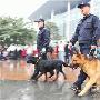 “犬探”成都火车站搜烟花一嗅一个准（图） 动物世界