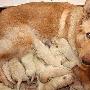 英国一只牧羊犬一胎产下13只狗崽（图） 动物世界
