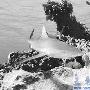 最“牛”海洋生物齐贺牛年（图） 动物世界