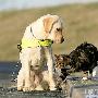 英国用猫训练考核导盲犬（图） 动物世界