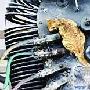 变压器爆炸，猫妈妈可能会流产（图） 动物世界