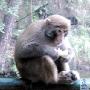 重庆缙云山猕猴每天道观蹭饭 半年长6斤（图） 动物世界