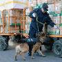 排爆犬巡查北京西站春运货物（图） 动物世界