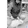 小猫失踪一天，五花大绑地跑回来（图） 动物世界
