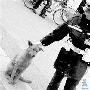 这条流浪狗理想是当警犬？（图） 动物世界