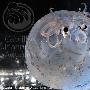 科学家拍摄到形似小猪并发光乌贼（图） 动物世界