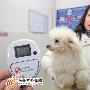 烏魯木齊寵物犬可辦“電子身份證”（圖） 動物世界
